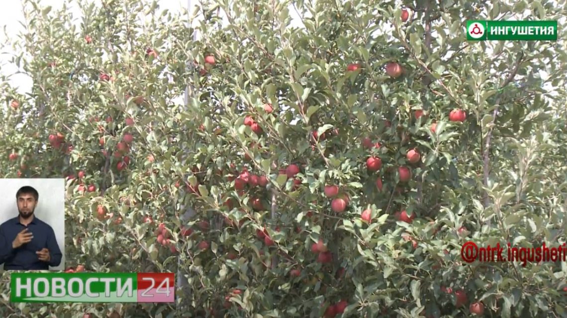 В ООО «Сад-гигант Ингушетия» собирают урожай яблок и винограда.