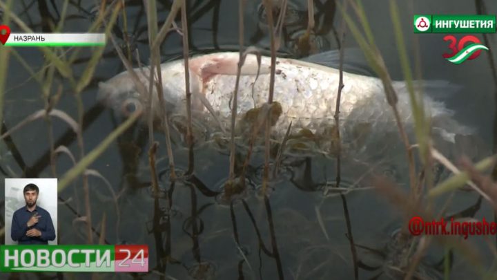 Почему гибнут рыбы в городском пруду Назрани?