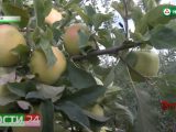 «Сад — гигант Ингушетия» собирает урожай яблок