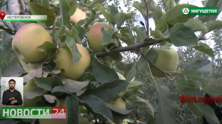 «Сад — гигант Ингушетия» собирает урожай яблок