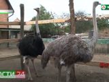 На птичьей ферме в сельском поселении Кантышево начали разводить страусов